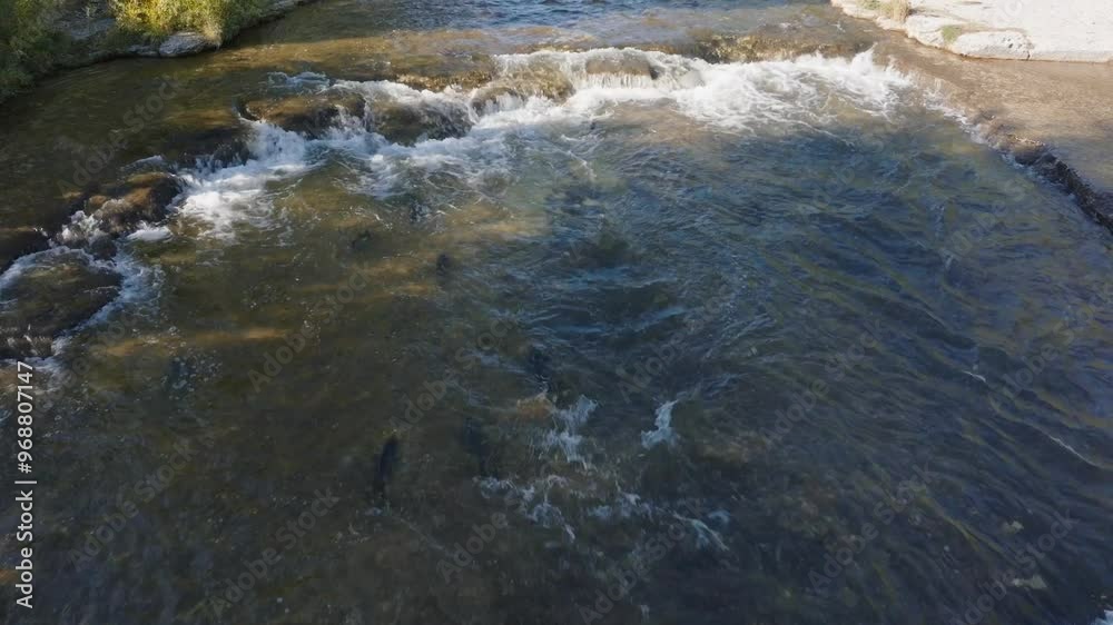 Salmon swim upstream in a shallow river during their migration, fighting against the current Salmon swim upstream in a shallow river during their migration, fighting against the current