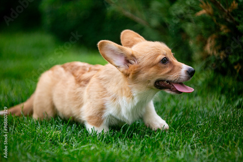 Corgi puppy on green grass