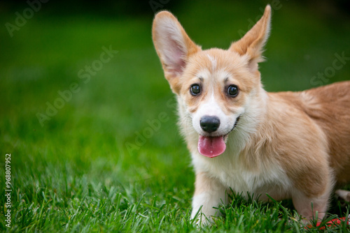 Corgi puppy on green grass