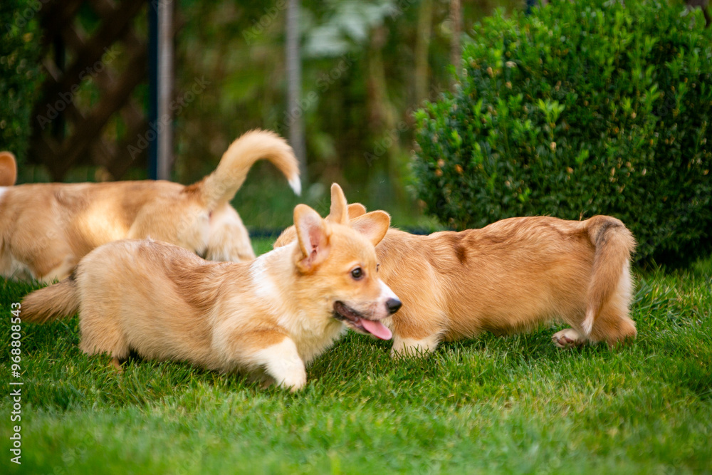 Corgi puppy on green grass