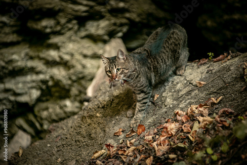 Canvas Print cat in the wild