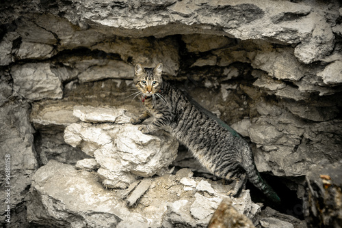 Photography cat in the wild