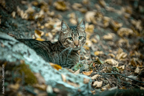 Photography cat in the wild