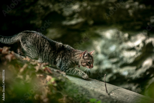 Canvas Print cat in the wild