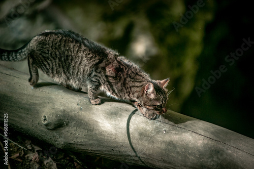 Canvas Print cat in the wild