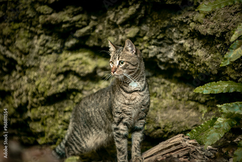 Photography cat in the wild