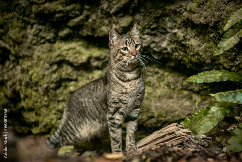 Canvas Print cat in the wild