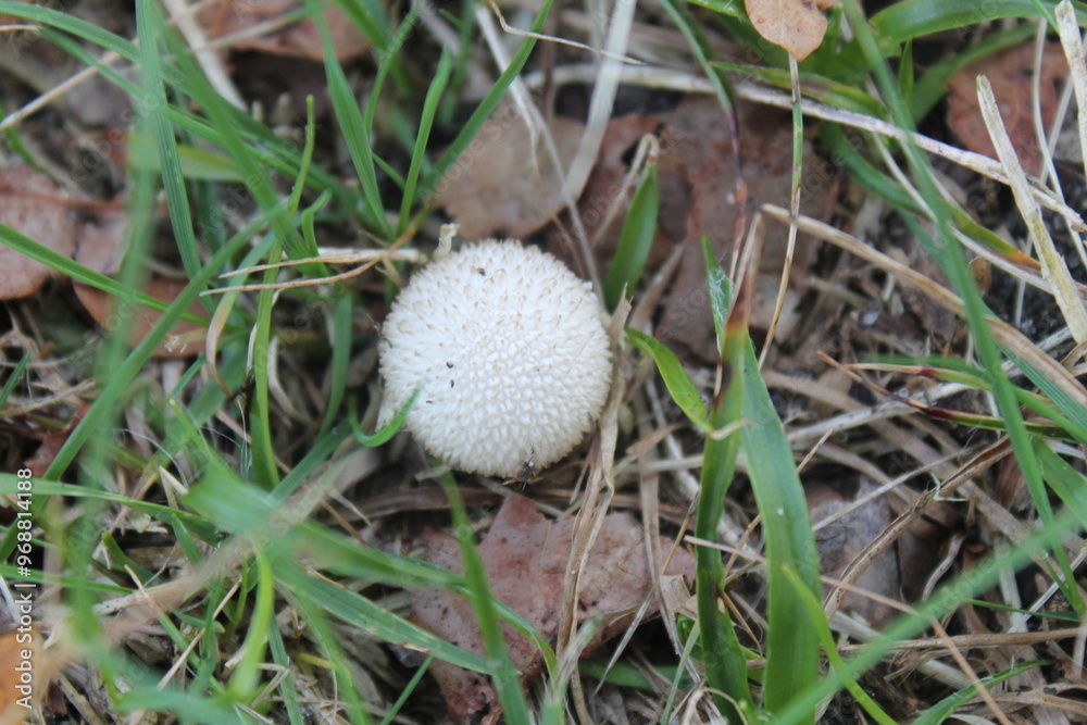 champignon vesse de loup champignon vesse de loup
