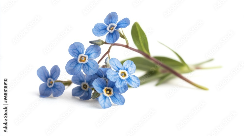 A delicate sprig of blue flowers with green leaves on a white background. A delicate sprig of blue flowers with green leaves on a white background.
