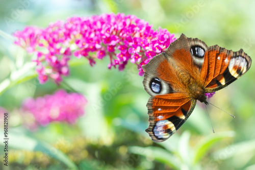 1.09.2024 Białystok Polska. Letni czas i barwny motyl w ogrodzie. photo