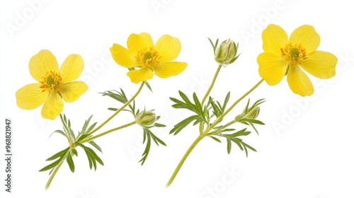 Three vibrant yellow flowers with green leaves on a white background.