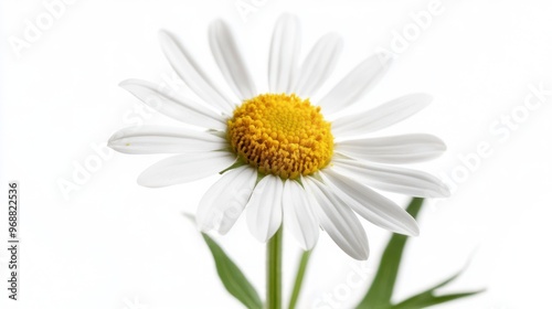 A close-up of a white daisy flower with a yellow center against a light background.