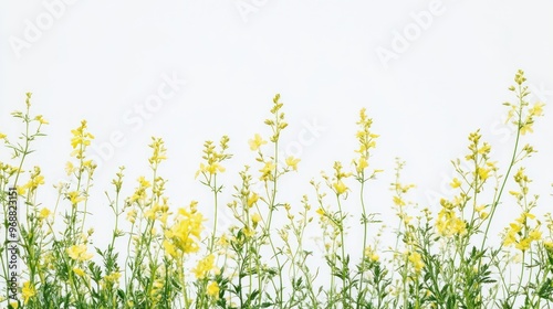 A field of vibrant yellow flowers against a light background, evoking a sense of tranquility.