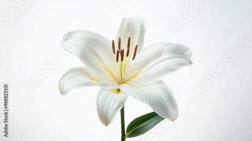 A close-up of a white lily flower showcasing its delicate petals and vibrant stamen.