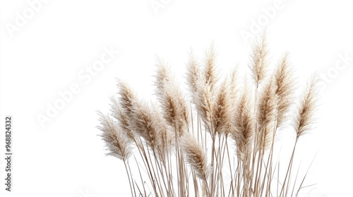 A cluster of soft, feathery pampas grass against a white background.