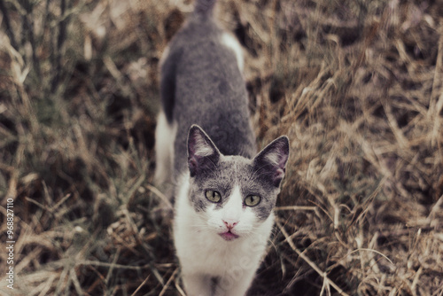 Quadro su tela Cute cat Matilda stares at me.