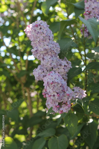 lilas fleuri
