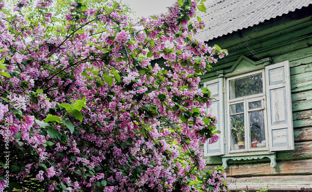 Blossoming Lilac Bush by Rustic Wooden House in Spring Blossoming Lilac Bush by Rustic Wooden House in Spring