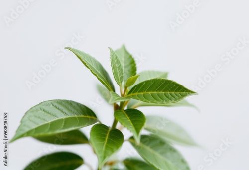 Leaves on a plant on transparent background in a close up perspe photo