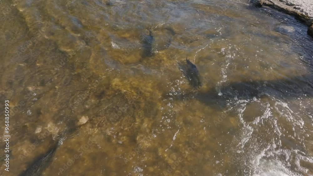 Salmon swim upstream through fast-flowing shallow river water, seen from an aerial perspective Salmon swim upstream through fast-flowing shallow river water, seen from an aerial perspective