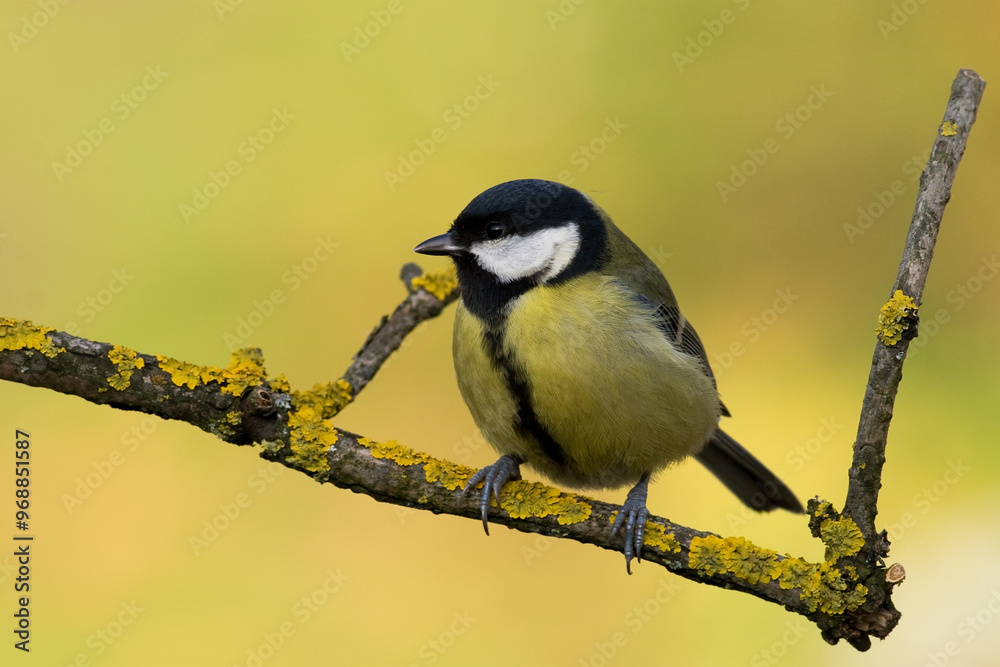 Naklejka premium Colorful great tit ( Parus major ) perched on a tree trunk, photographed in horizontal, amazing background