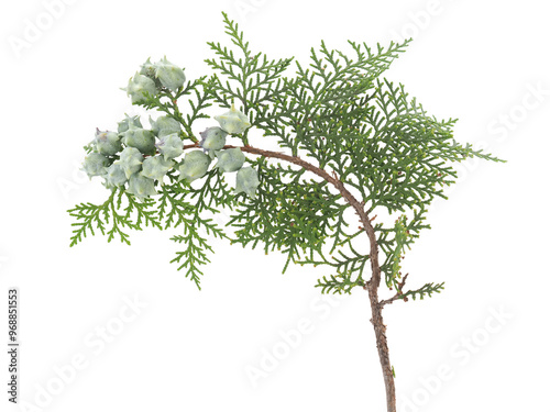 Branch of Oriental thuja tree with seed cones isolated on white, Platycladus orientalis photo