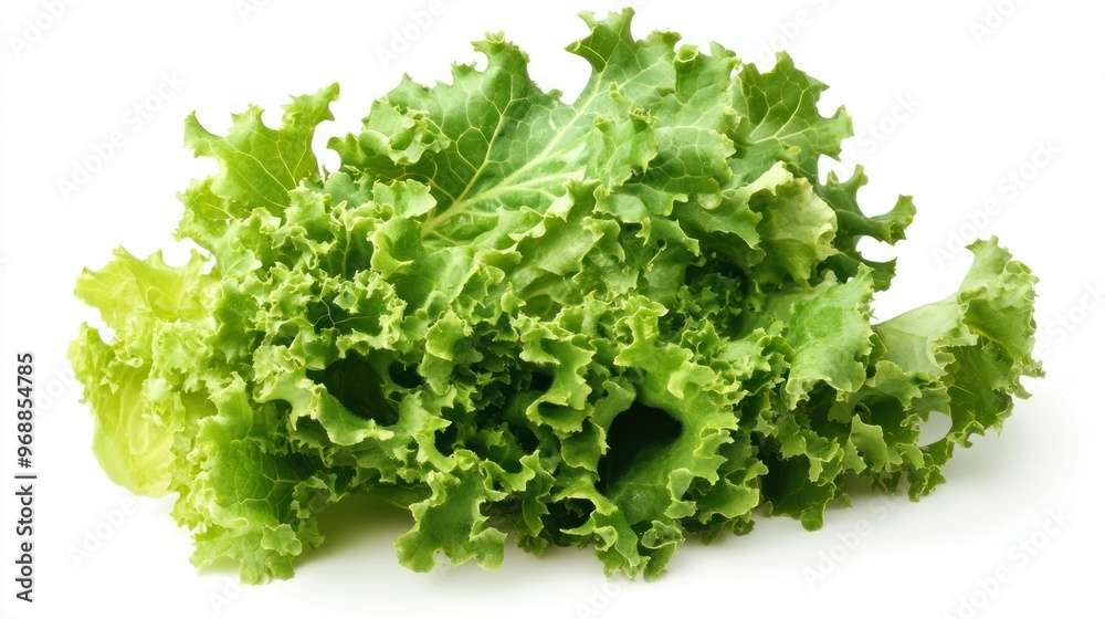 Fresh Green Curly Lettuce Isolated on White Background Fresh Green Curly Lettuce Isolated on White Background