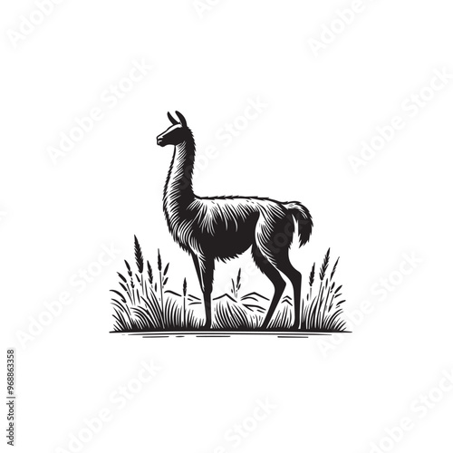 Vicuña Silhouette design. Vicuña Silhouette vector design. Llama vector design. Llama logo.