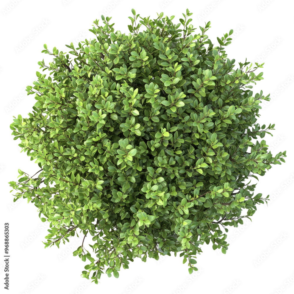 Obraz premium 3d illustration of bush with bird's eye view isolated on white background