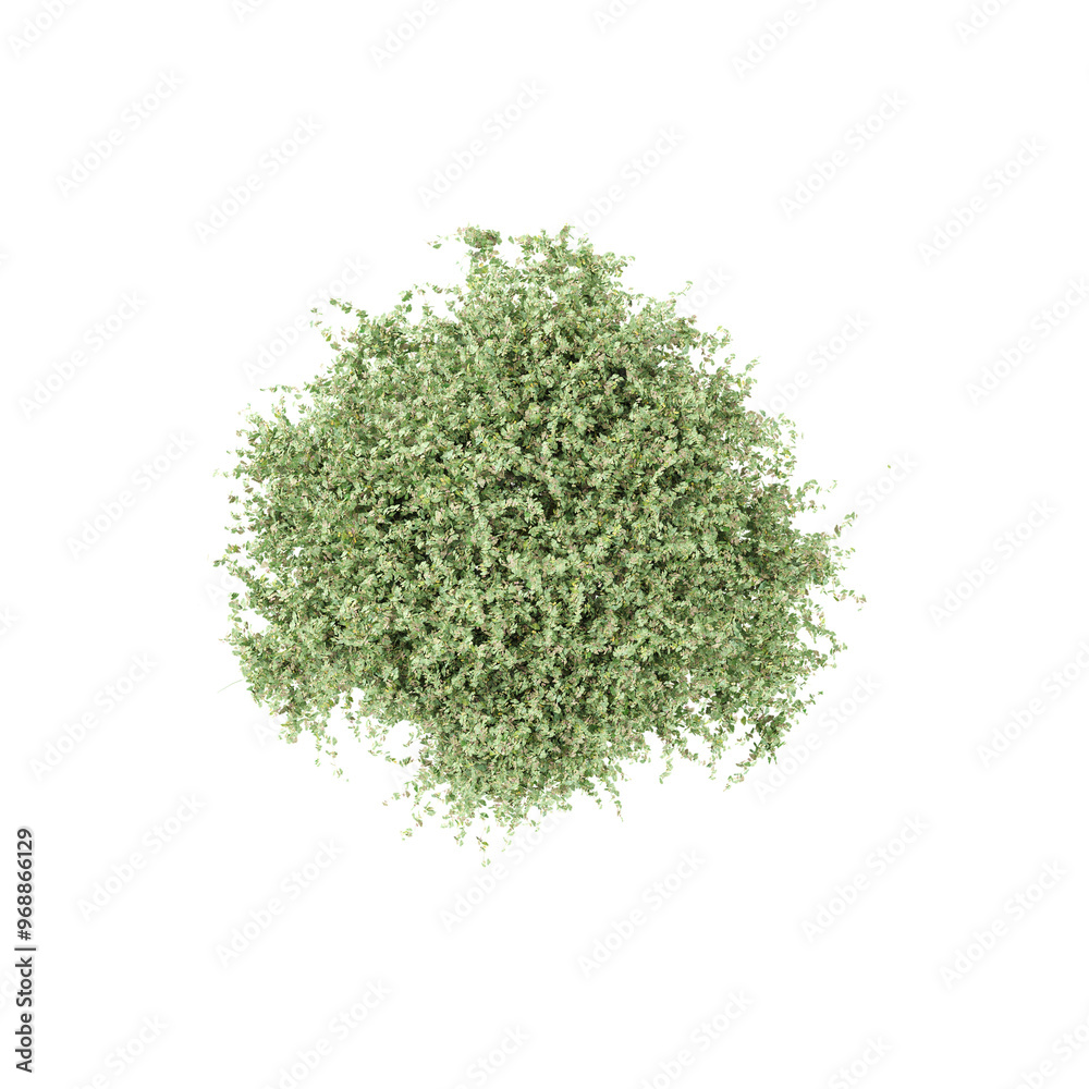 3d rendering of Licorice plant tree from the topview 3d rendering of Licorice plant tree from the topview