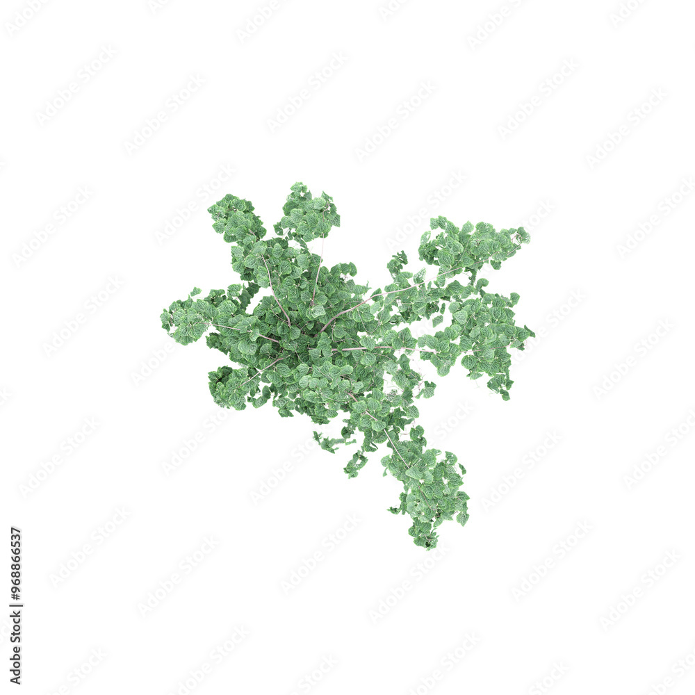 Beautiful Clover tree isolated on transparent Canvas from top view Beautiful Clover tree isolated on transparent Canvas from top view