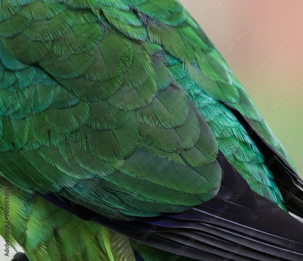 Obraz premium Close up image of the plumage of an Australian Ringneck Parrot (barnardius zonarius semitorquatus) also known as a 28 parrot. Perth Western Australia.