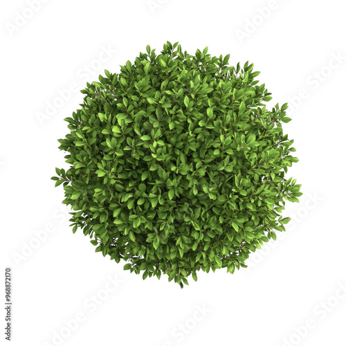 3d illustration of bush with bird's eye view isolated on white background