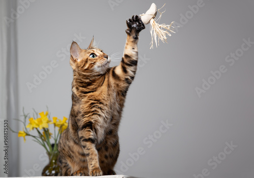 A playful cat stretches to grab a toy, displaying its agility and natural curiosity about its surroundings