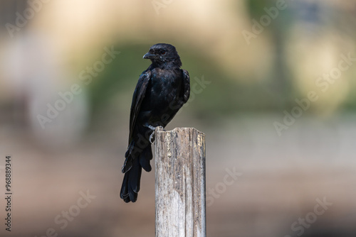 Black Drongo close-up shot. The Black drongo (Dicrurus macrocercus) is a small Asian passerine bird known for its aggressive behavior towards much larger birds that invade its territory. photo