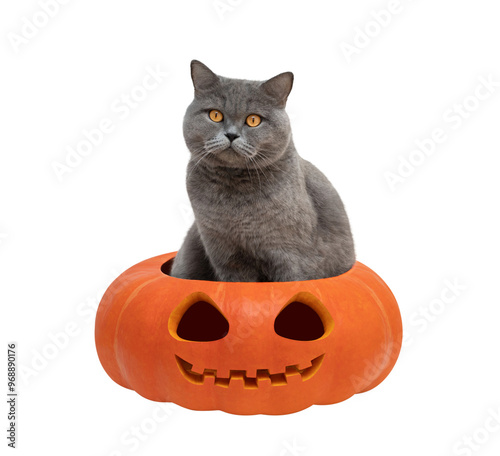Cat sitting in Halloween pumpkin on isolated transparent background. Funny Halloween cat.