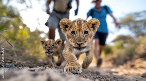 Two baby lions exploring a dirt path with humans closely following behind, emphasizing the curiosity and adventurous spirit of the young animals in the wild.