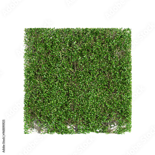 Artificial boxwood plant isolated on transparent Canvas