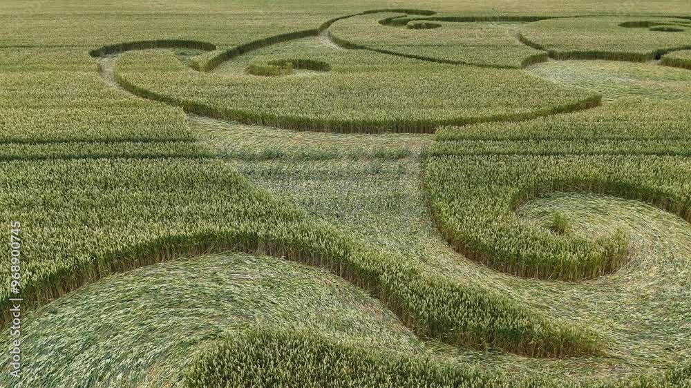 Etchilhampton spiral flower crop circle close up flying over Wiltshire wheat field vegetation