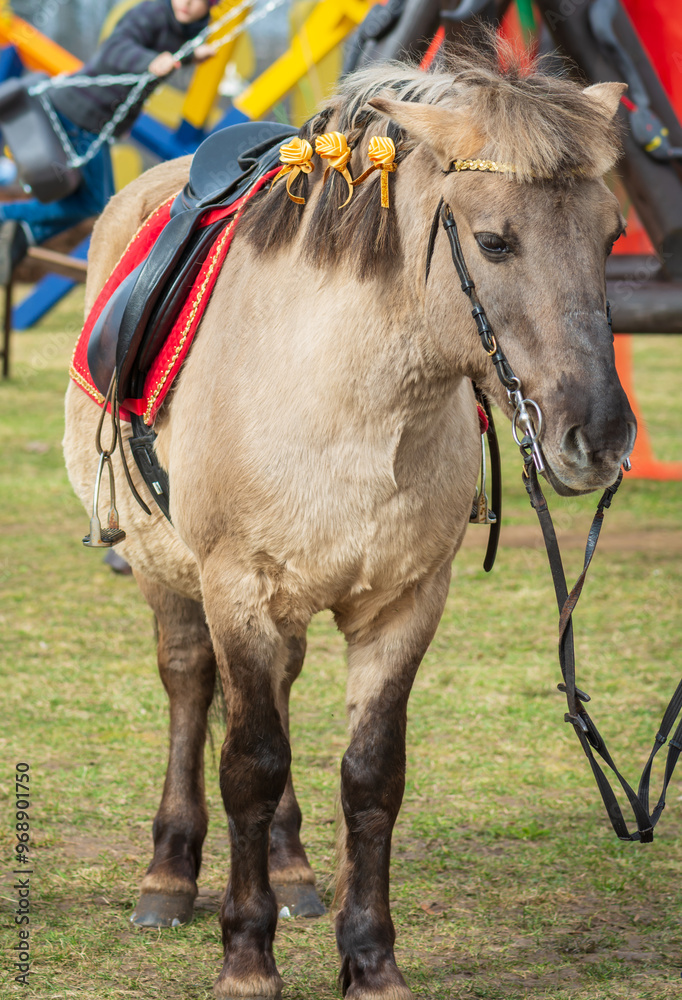 Portrait of an young beautiful pony horse . Portrait of an young beautiful pony horse .