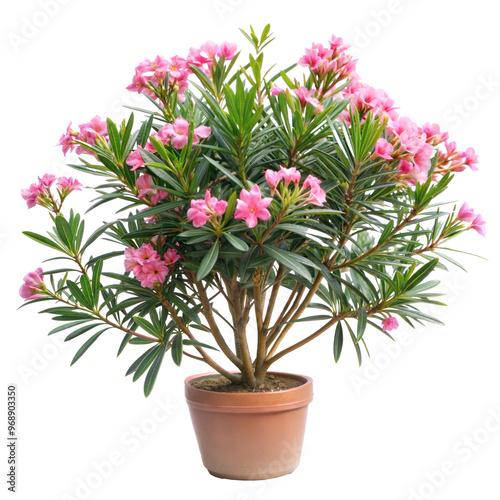 pink chrysanthemum in a pot