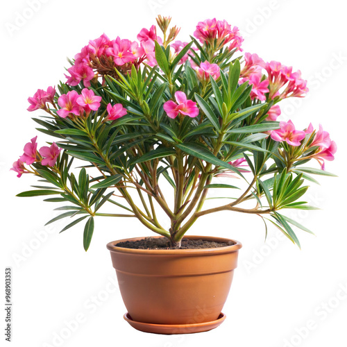 blooming pink oleander in a terracotta pot cut out. isolated on transparent background. Copy space.