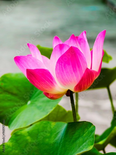 pink Lotus