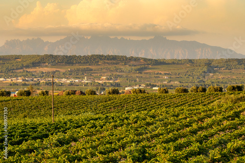 An expansive vineyard under a warm sky, with rows of vines extending towards a distant mountain range, combining elements of nature's beauty and human cultivation.