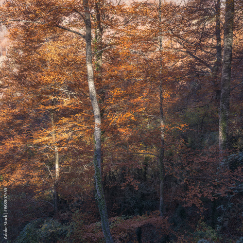 La Grevolosa Beech Forest, Catalonia photo