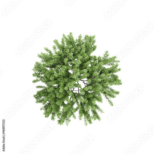 collection of Balsam fir plant in pot with realistic style from the top view
