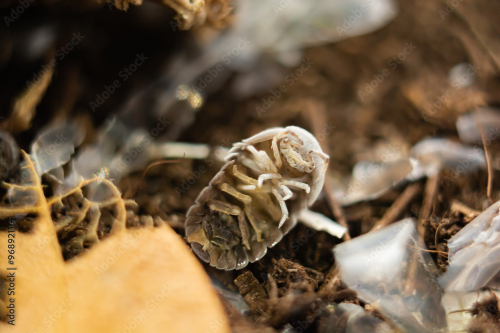 Close-up Dead Isopod or Woodlouse. Close-up Dead Isopod or Woodlouse.