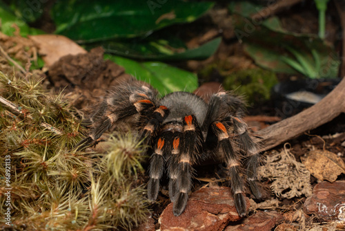 Spider tarantula in terrarium, Mexican flame knee tarantula (Brachypelma auratum). photo