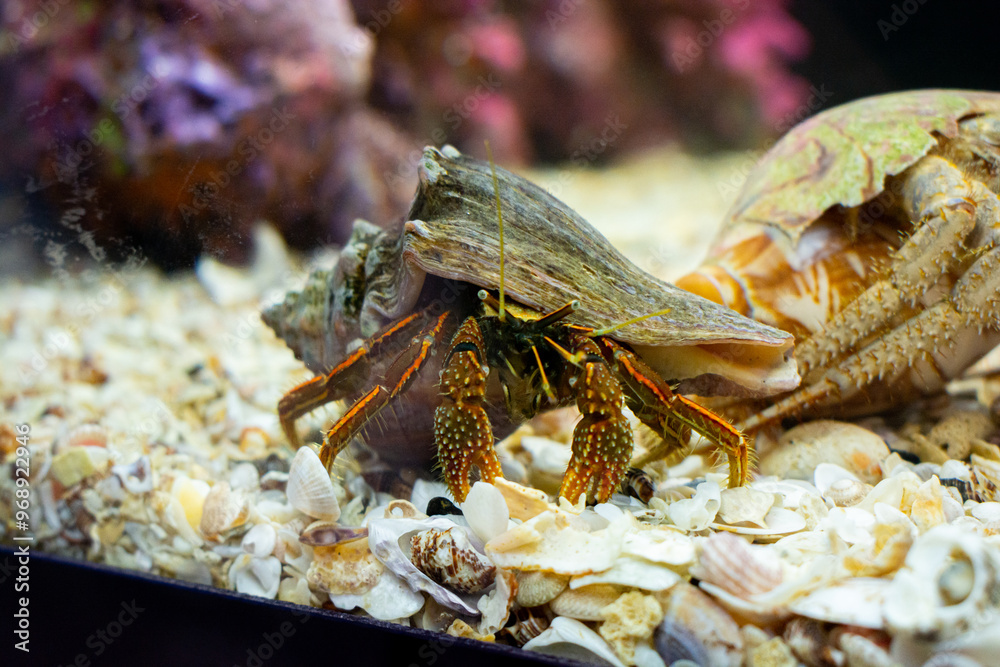Hermit crab in a saltwater aquarium, Hermit Crab is stock photo about marine life. Hermit crab in a saltwater aquarium, Hermit Crab is stock photo about marine life.