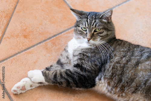 chat tigré allongé sur le sol d'une maison photo